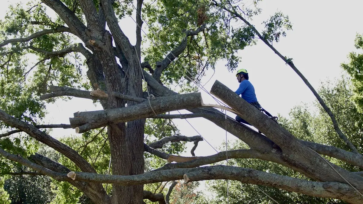 Professional Crown Thinning performed by certified arborists in Loman