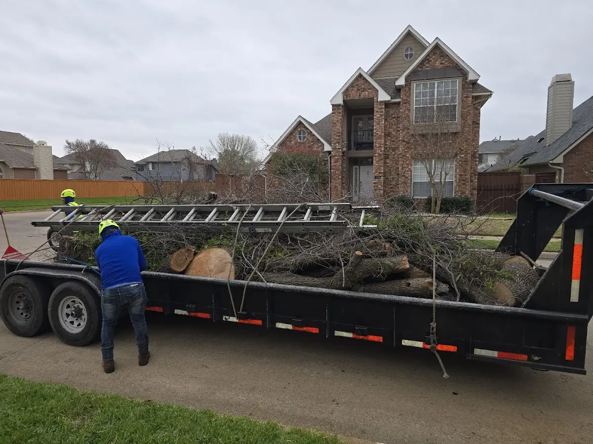 Expert Tree Fertilization with proper safety equipment in Loman